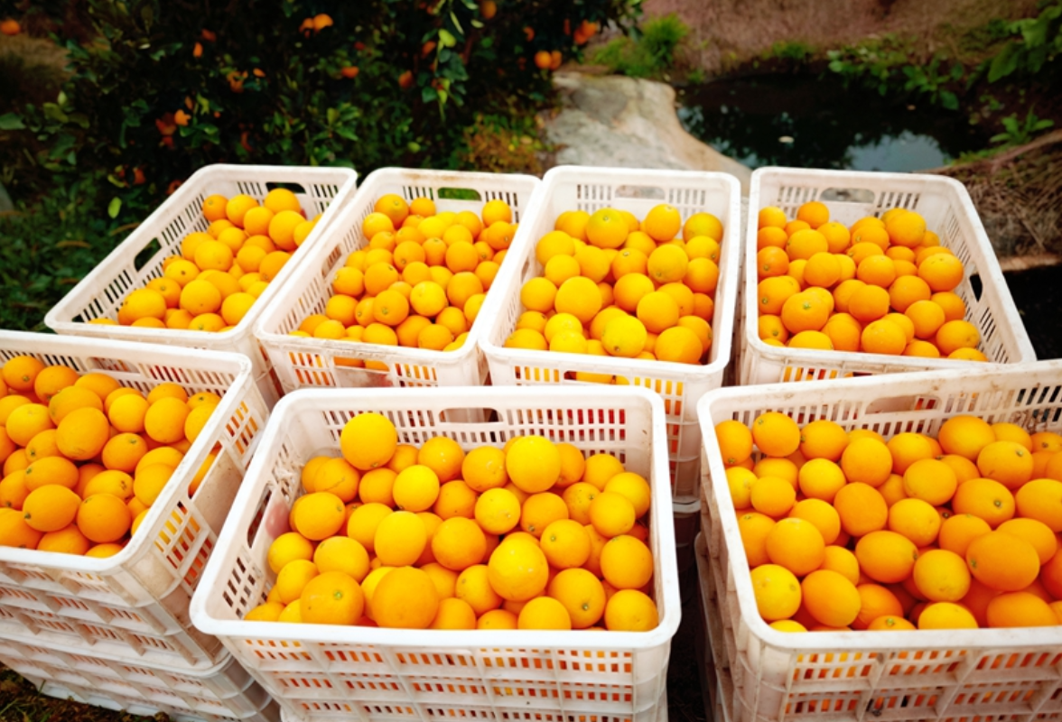 麻阳税务:税务“橘”手相扶,合规“橙”就新篇