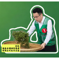 彭凯：把沅陵碣滩茶产业带到更高的高度丨视频·怀化市第二届茶行业职工职业技能竞赛④