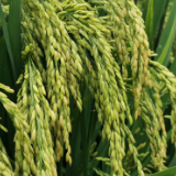 低镉早稻新品种选育获突破 据检测，新品种镉含量远低于国家标准