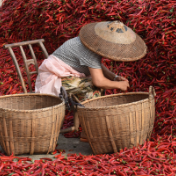 湖南双峰：辣椒产业助推乡村振兴