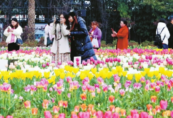省植物园里，有一场“花田喜事” 第十六届湖南世界名花生态文化节启动