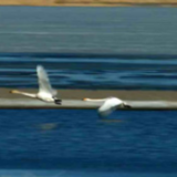 候鸟北归赴春约 呼伦湖上舞翩跹