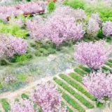 乡村产业发展“新新”向荣呈现良好态势 打造乡村振兴“新引擎”