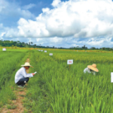 “我们的收成一年比一年好”（新时代中非合作）