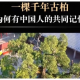 玉渊谭天丨台湾青年的认同感从哪里来？一棵古柏看两岸共同记忆