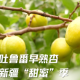 新疆吐鲁番早熟杏开启新疆“甜蜜”季