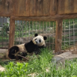 发现最美铁路丨打破交通瓶颈 西成高铁开启“熊猫第一县”经济发展引擎