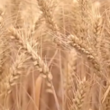 “丰”景喜人！全国冬小麦收获进度已过七成