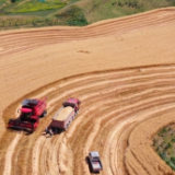 新疆冬小麦大面积单产水平蝉联全国第一