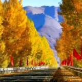 铸牢共同体 中华一家亲 | 光影见证世界屋脊上的“塞罕坝”