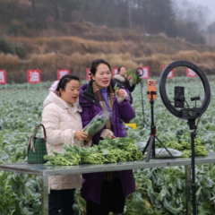 双峰：首届富硒油菜薹现场观摩会成功举办