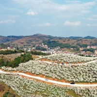 视频｜涟源黄龙村：樱桃花开满眼春