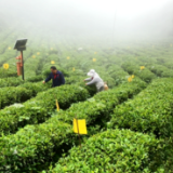 新化红茶十大工匠——王在富 用心做一杯好茶