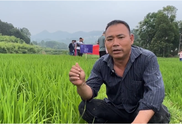 视频｜涟源：无人机“飞防”效果好 机械化助农显神威