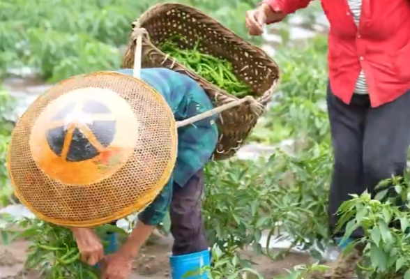 视频｜娄星区万乐村荒地变沃土 辣椒地里话丰收