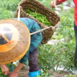 视频｜娄星区万乐村荒地变沃土 辣椒地里话丰收