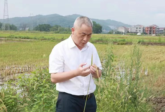 刘杰到杨市镇督查指导粮食生产工作