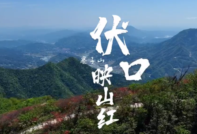 红视频｜伏口映山红