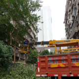 娄星凤阳社区：为民办实事 砍树除隐患