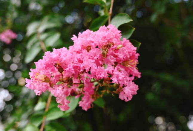 娄底：初秋紫薇花意浓