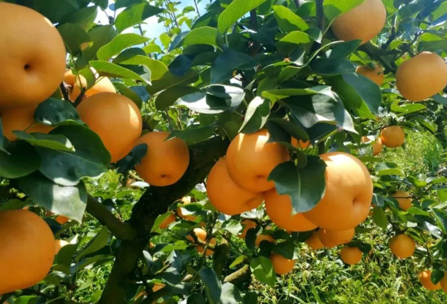 盛夏时节 与“梨”相约——涟源古塘“黄金梨”开园采摘啦！