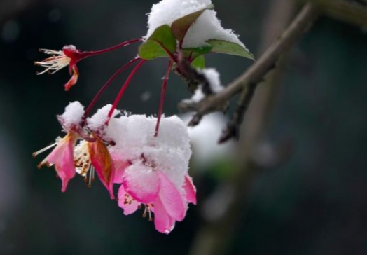 湖南娄底：雪韵迷人