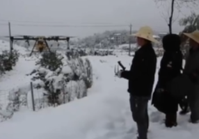 娄底：柑橘除雪“新武器” 无人机省时省工“显威力”