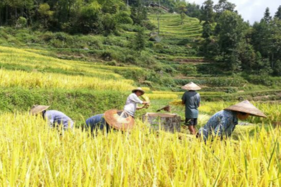 娄底市在全省率先规范耕作层土壤剥离利用