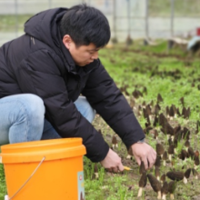 新春走基层·小镇青年｜小蘑菇撑起乡村振兴“致富伞”