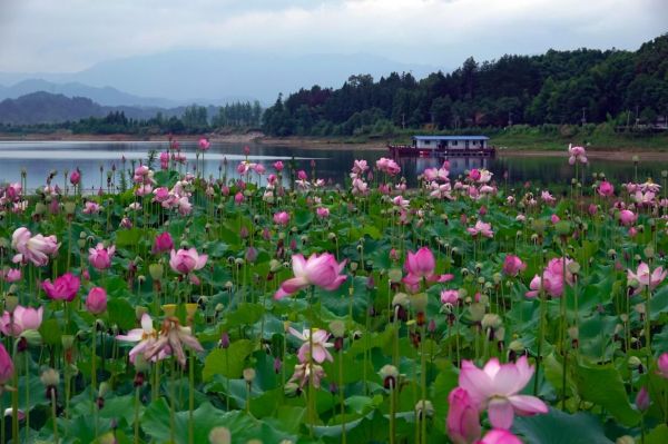 湿地公园的诗和远方——龙湾国家湿地公园为乡村振兴赋能_新化县_湖南