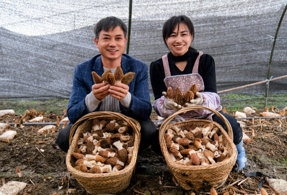 视频｜湖南羊肚菌：羊肚菌基地采摘忙