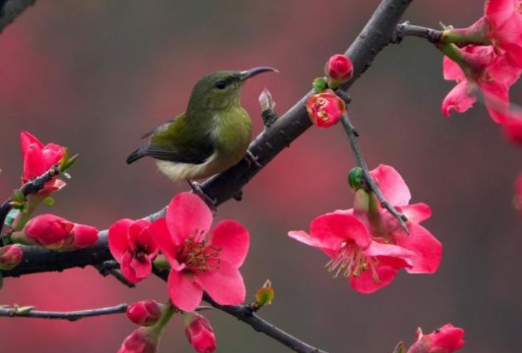 视频丨大美娄底：春暖花开 海棠正好