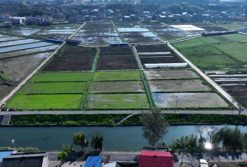 视频 | 湖南娄底：漠漠水田飞白鹭