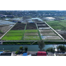 视频 | 湖南娄底：漠漠水田飞白鹭