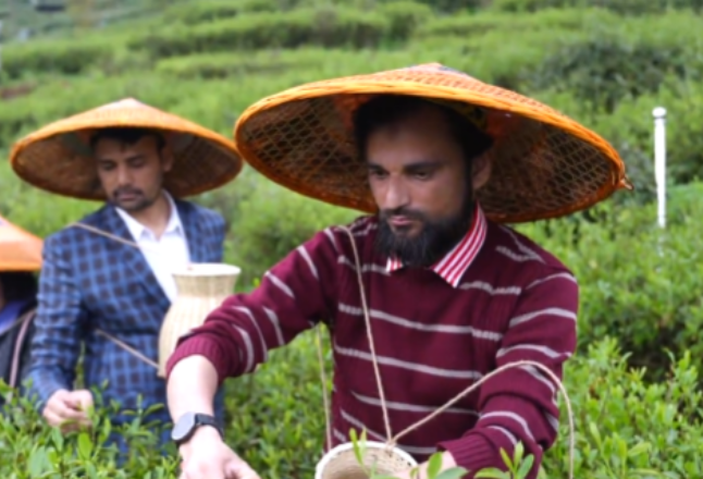 视频｜新化红茶：架起新化对外文化交流桥梁