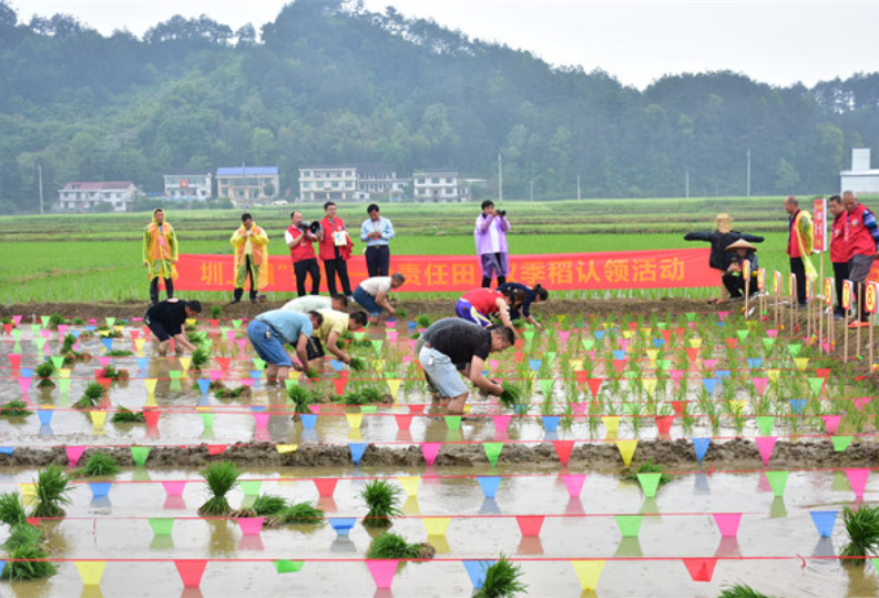 湖南新化：认领一份田 协力助粮安