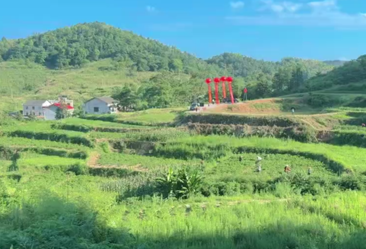 乡村振兴正当时｜娄星区新仕村：辣椒丰收采摘忙 乡村振兴干劲足
