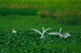 视频｜大美娄底：龙湾湿地诗画田园