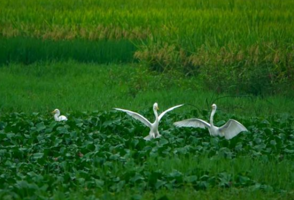 视频｜大美娄底：龙湾湿地诗画田园