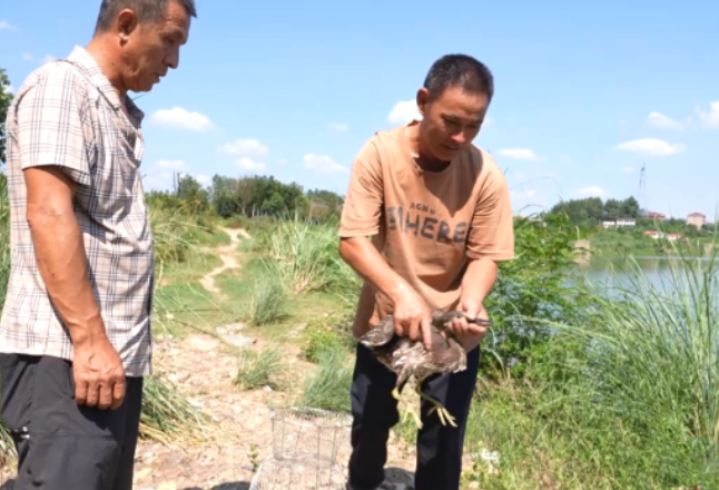 新化热心市民及时营救国家一级保护动物海南鳽