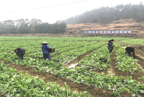 从金黄菜花到翡翠菜苔——科技赋能撬动双峰乡村振兴新支点