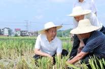 曾超群：抓实“双抢”工作 实现农民增收和粮食增产同步发展