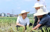曾超群：抓实“双抢”工作 实现农民增收和粮食增产同步发展