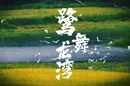 视频｜新化：龙湾“鹭”军——湿地公园的诗和远方