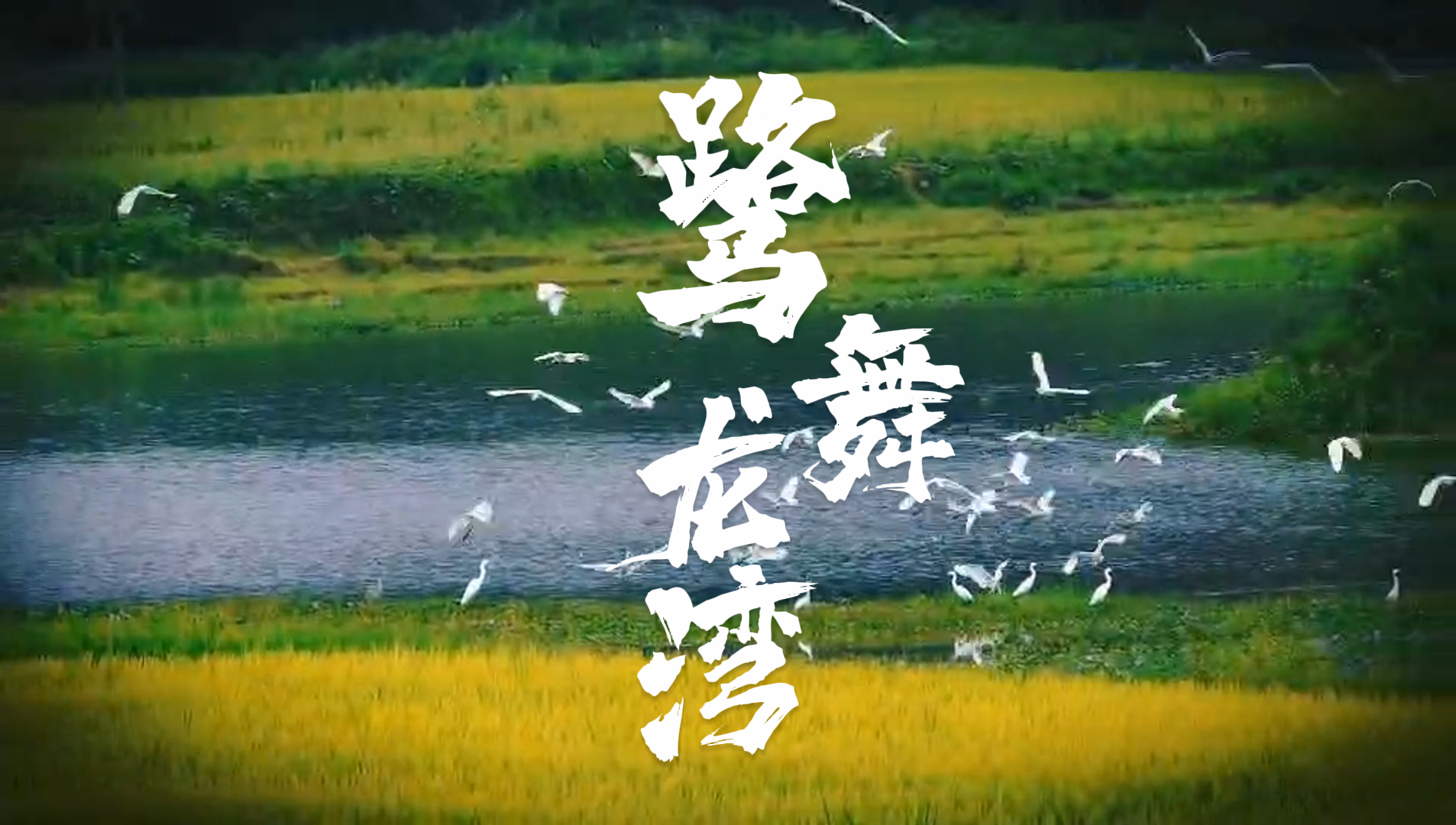龙湾“鹭”军——湿地公园的诗和远方