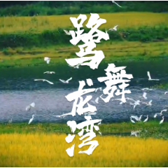 视频｜新化：龙湾“鹭”军——湿地公园的诗和远方
