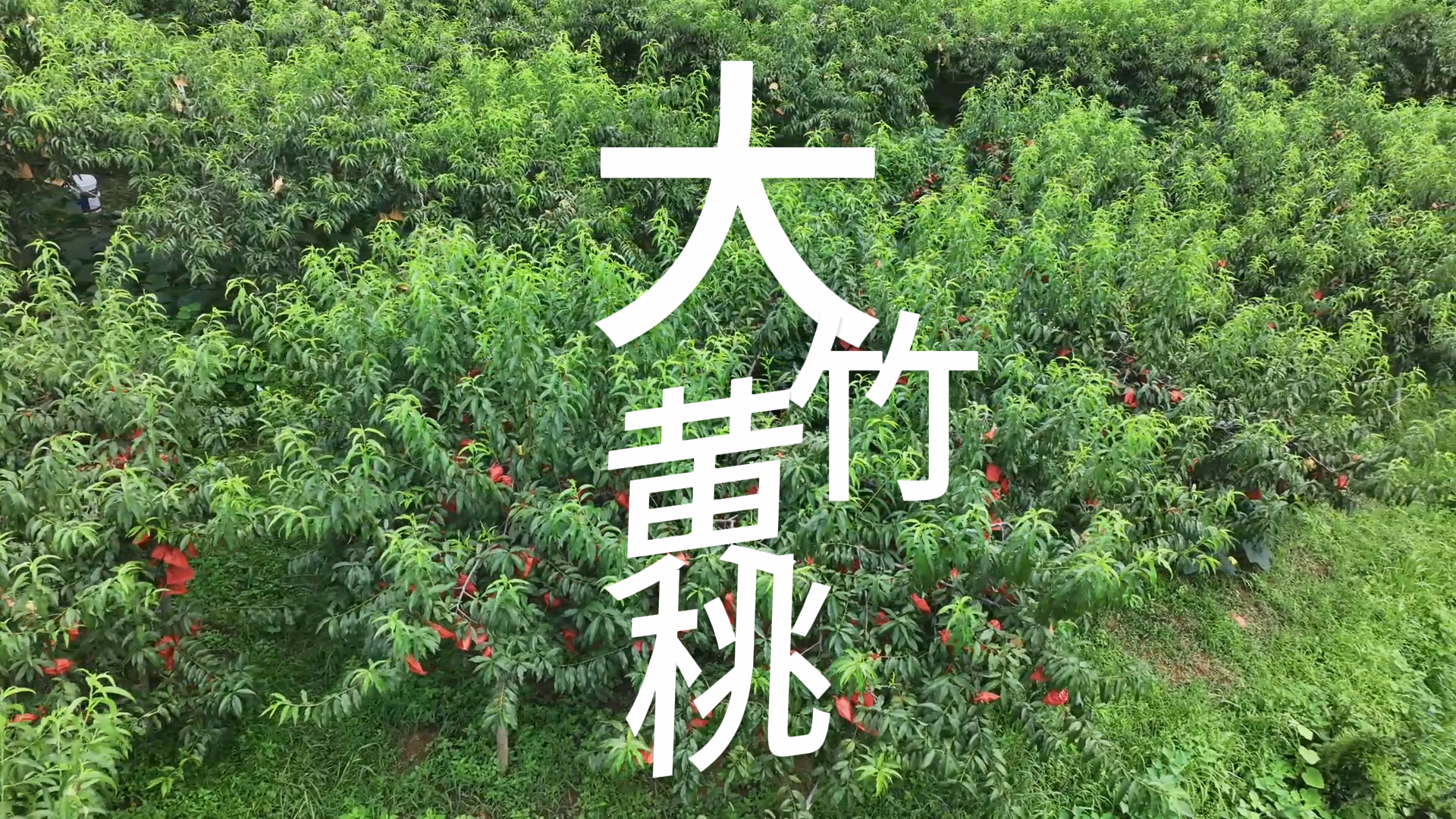 圳上镇大竹村15万斤黄桃火热上市