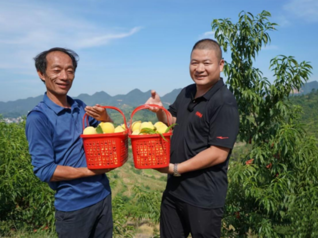 新化县桑梓镇：“小水果”撬动乡村振兴“大产业”