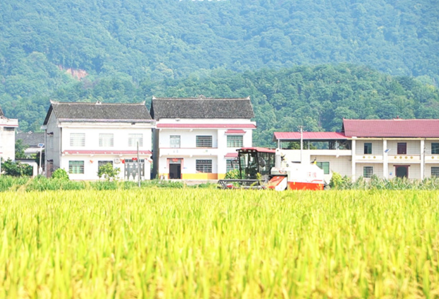 视频丨丰收已成定局！娄底90万亩早稻开镰收割