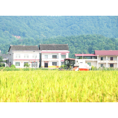视频丨丰收已成定局！娄底90万亩早稻开镰收割